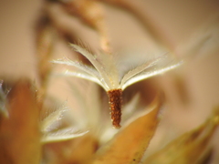 Rutidosis murchisonii