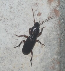 Stenomorphus californicus