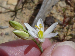 Ornithogalum hispidum