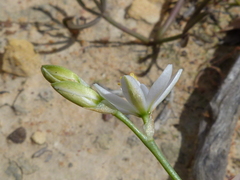 Ornithogalum hispidum