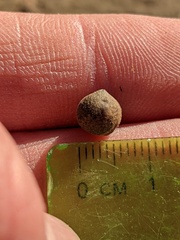 Callirhytis quercusagrifoliae