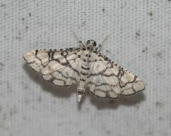 Hileithia rehamalis