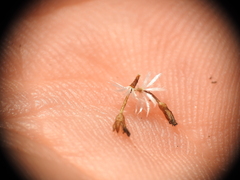 Rutidosis murchisonii