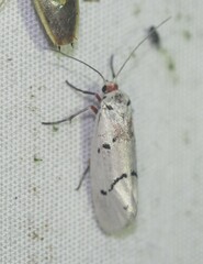 Enaemia atrolinea