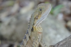 Intellagama lesueurii