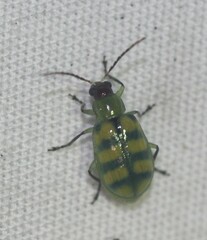 Diabrotica balteata