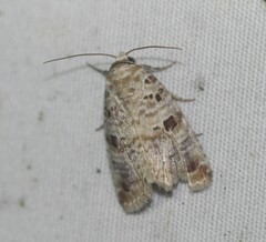 Diastema tigris