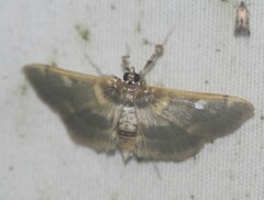 Apilocrocis brumalis