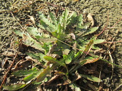 Taraxacum officinale