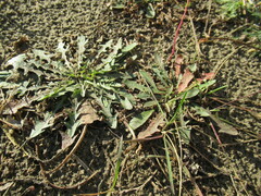 Taraxacum officinale