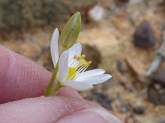 Ornithogalum hispidum