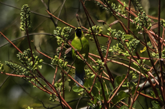 Chloropsis kinabaluensis