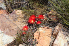 Drosanthemum lavisii