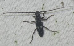 Enaphalodes taeniatus