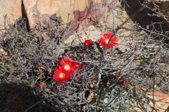 Drosanthemum lavisii