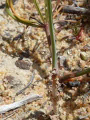 Ornithogalum hispidum