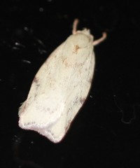 Euchaetis inceptella