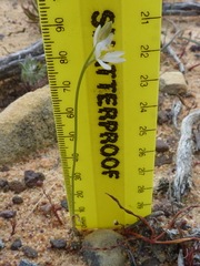 Ornithogalum hispidum