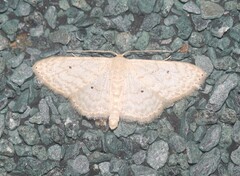 Scopula benitaria