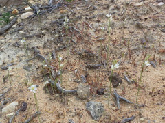 Ornithogalum hispidum