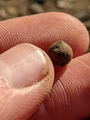 Callirhytis quercusagrifoliae