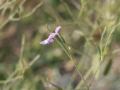 Dicliptera paniculata