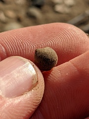 Callirhytis quercusagrifoliae