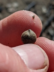 Callirhytis quercusagrifoliae