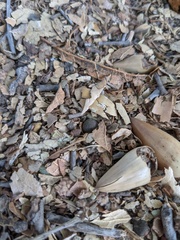 Callirhytis quercusagrifoliae