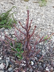 Corispermum hyssopifolium