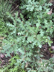 Quercus gambelii