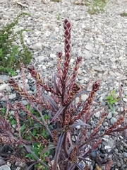 Corispermum hyssopifolium