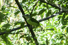 Psilopogon monticola