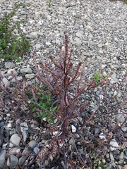 Corispermum hyssopifolium