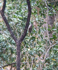Cormobates leucophaea