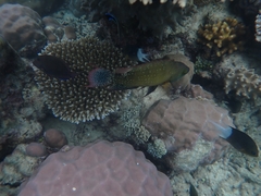 Cheilinus chlorourus