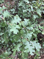 Quercus gambelii
