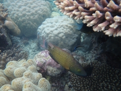 Cheilinus chlorourus