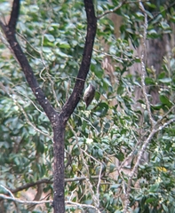 Cormobates leucophaea