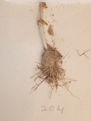 Ornithogalum hispidum