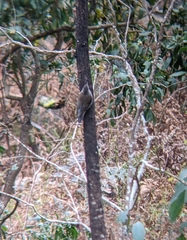 Cormobates leucophaea