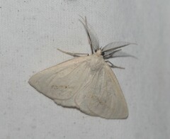 Lychnosea intermicata