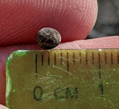 Callirhytis quercusagrifoliae