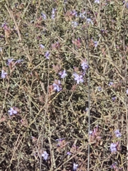 Plumbago europaea