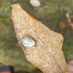 Ixodidae