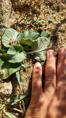 Pelargonium asarifolium