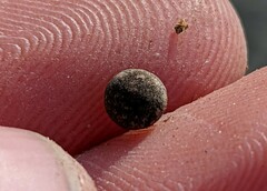 Callirhytis quercusagrifoliae