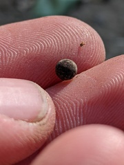 Callirhytis quercusagrifoliae