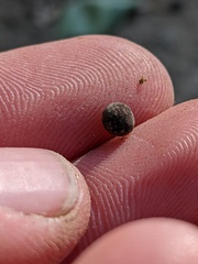 Callirhytis quercusagrifoliae