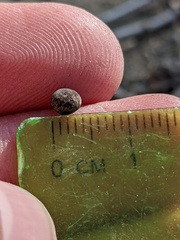 Callirhytis quercusagrifoliae